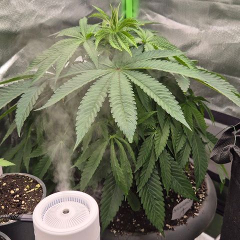 Karli - SHISKABERRY (auto) growlog timeline photo