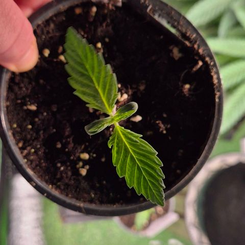 Runtzi Auto ♥️ Barney's Farm  growlog timeline photo
