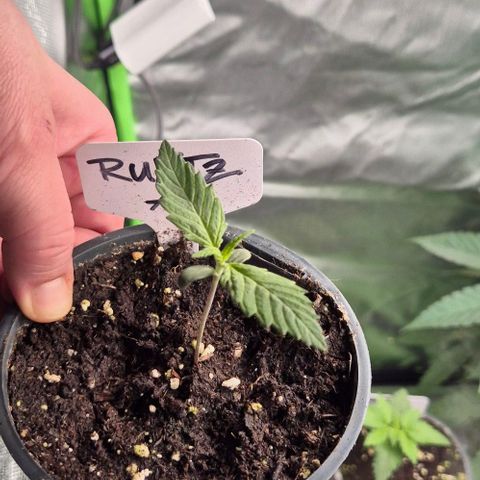 Runtzi Auto ♥️ Barney's Farm  growlog timeline photo