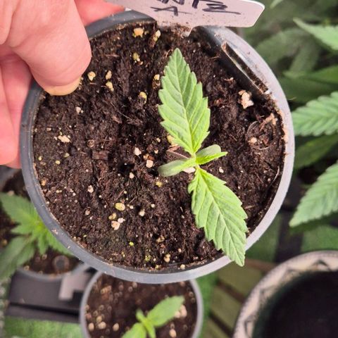 Runtzi Auto ♥️ Barney's Farm  growlog timeline photo