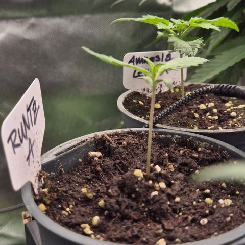 Runtzi Auto ♥️ Barney's Farm  growlog timeline photo