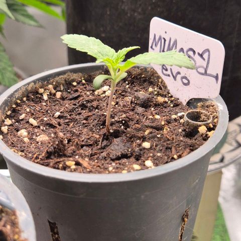 Mimosa evo Photo ♥️ Barney's Farm  growlog timeline photo