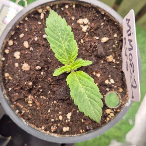 Mimosa evo Photo ♥️ Barney's Farm  growlog timeline photo
