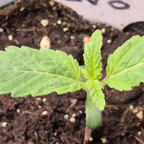 Mimosa evo Photo ♥️ Barney's Farm  growlog timeline photo