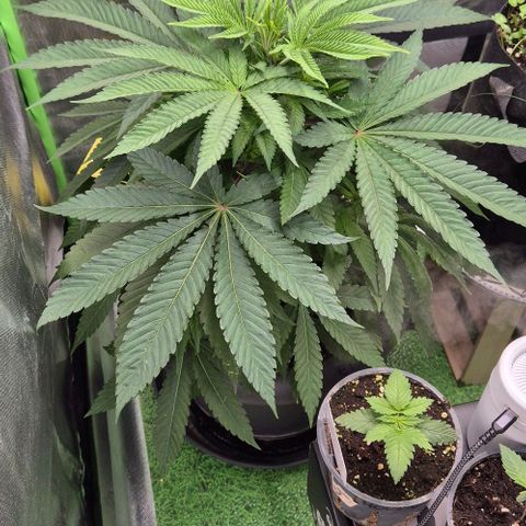 Karli - SHISKABERRY (auto) growlog timeline photo