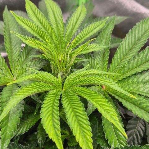 Karli - SHISKABERRY (auto) growlog timeline photo