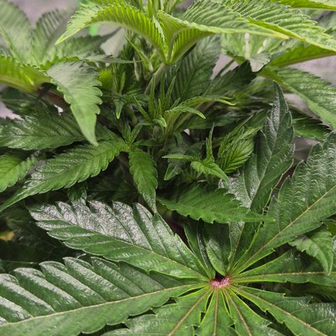 Karli - SHISKABERRY (auto) growlog timeline photo