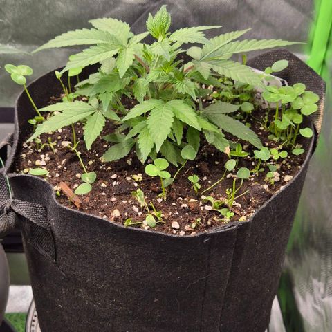 Kushi 😶‍🌫️(rest n. Teilernte/ critical kush, 9.1.24 🎁, Kümmerling) growlog timeline photo
