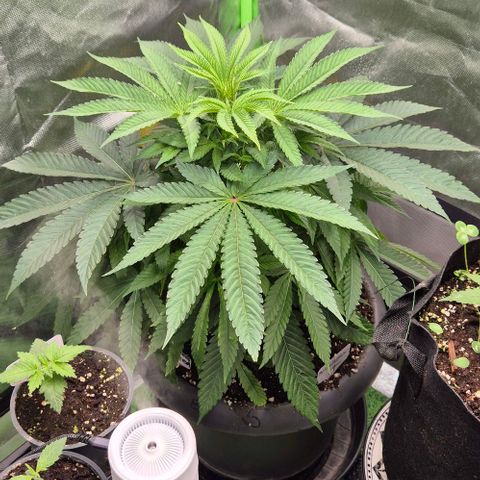 Karli - SHISKABERRY (auto) growlog timeline photo