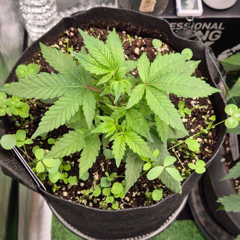 Kushi 😶‍🌫️(rest n. Teilernte/ critical kush, 9.1.24 🎁, Kümmerling) growlog timeline photo