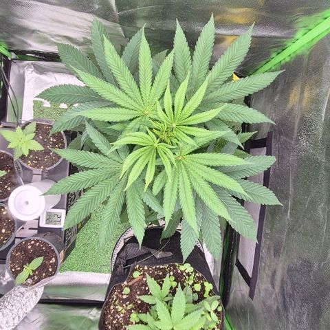 Karli - SHISKABERRY (auto) growlog timeline photo
