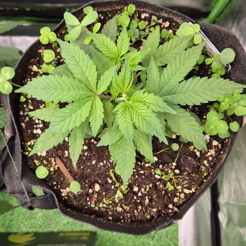 Kushi 😶‍🌫️(rest n. Teilernte/ critical kush, 9.1.24 🎁, Kümmerling) growlog timeline photo