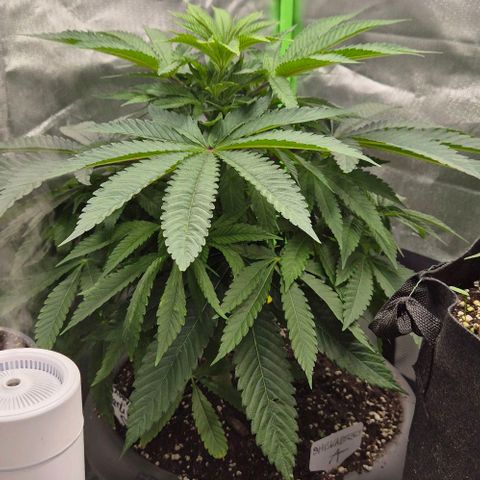 Karli - SHISKABERRY (auto) growlog timeline photo