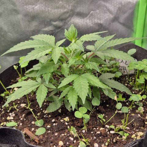 Kushi 😶‍🌫️(rest n. Teilernte/ critical kush, 9.1.24 🎁, Kümmerling) growlog timeline photo