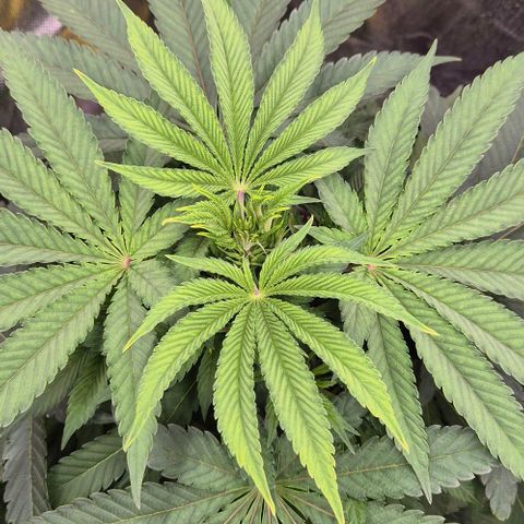 Karli - SHISKABERRY (auto) growlog timeline photo