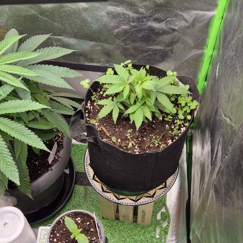 Kushi 😶‍🌫️(rest n. Teilernte/ critical kush, 9.1.24 🎁, Kümmerling) growlog timeline photo