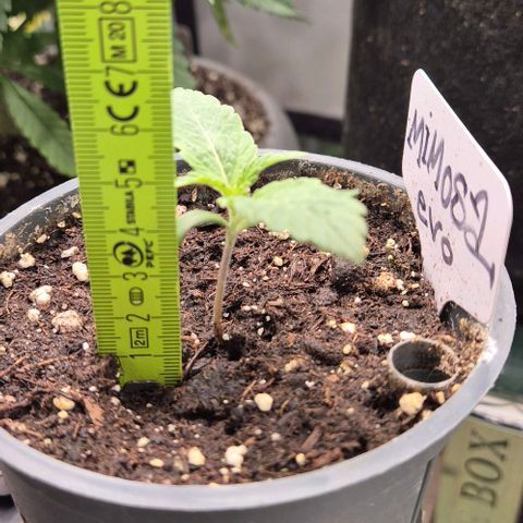 Mimosa evo Photo ♥️ Barney's Farm  growlog timeline photo