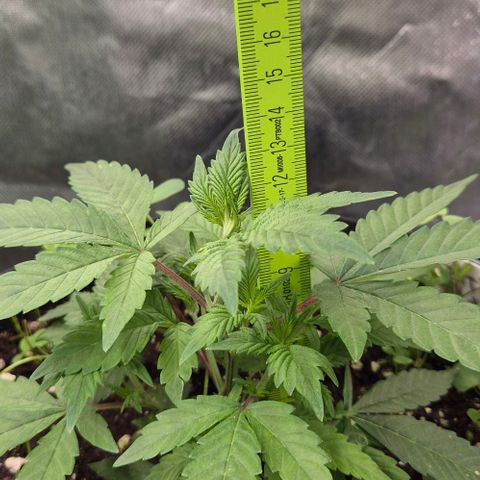 Kushi 😶‍🌫️(rest n. Teilernte/ critical kush, 9.1.24 🎁, Kümmerling) growlog timeline photo
