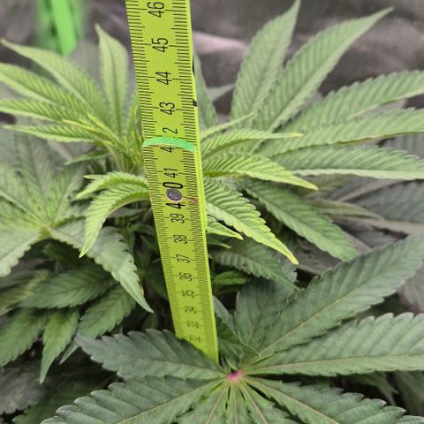 Karli - SHISKABERRY (auto) growlog timeline photo