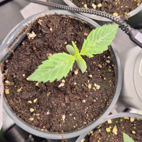 Runtzi Auto ♥️ Barney's Farm  growlog timeline photo