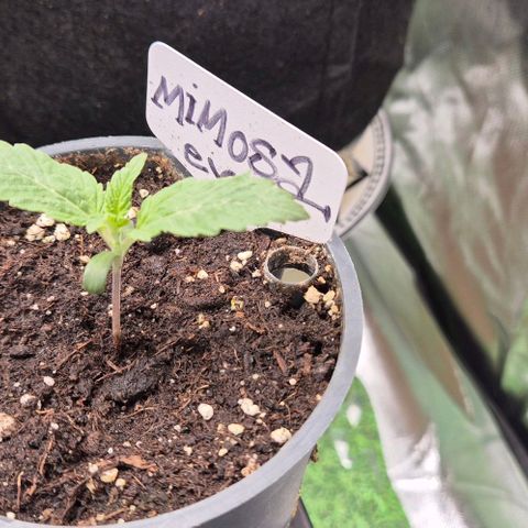 Mimosa evo Photo ♥️ Barney's Farm  growlog timeline photo