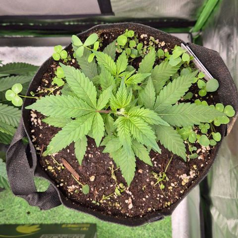 Kushi 😶‍🌫️(rest n. Teilernte/ critical kush, 9.1.24 🎁, Kümmerling) growlog timeline photo