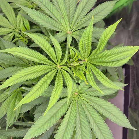 Karli - SHISKABERRY (auto) growlog timeline photo