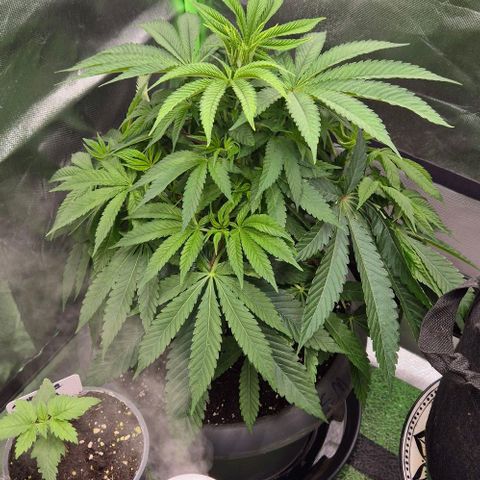 Karli - SHISKABERRY (auto) growlog timeline photo