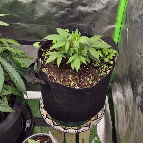 Kushi 😶‍🌫️(rest n. Teilernte/ critical kush, 9.1.24 🎁, Kümmerling) growlog timeline photo
