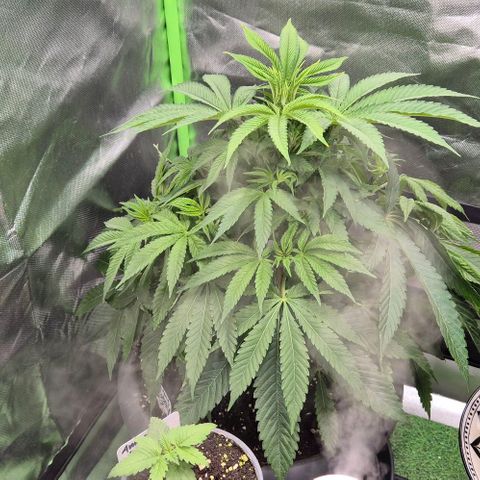 Karli - SHISKABERRY (auto) growlog timeline photo