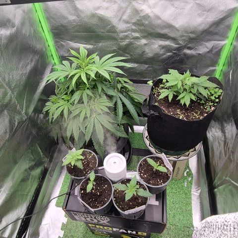 Karli - SHISKABERRY (auto) growlog timeline photo