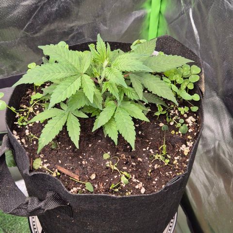 Kushi 😶‍🌫️(rest n. Teilernte/ critical kush, 9.1.24 🎁, Kümmerling) growlog timeline photo