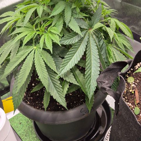 Karli - SHISKABERRY (auto) growlog timeline photo