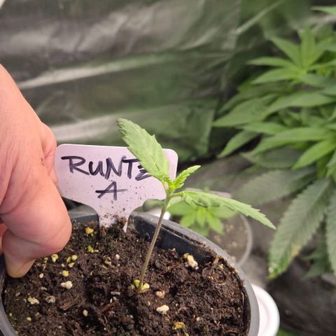Runtzi Auto ♥️ Barney's Farm  growlog timeline photo
