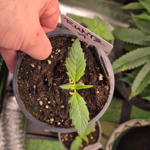 Runtzi Auto ♥️ Barney's Farm  growlog timeline photo