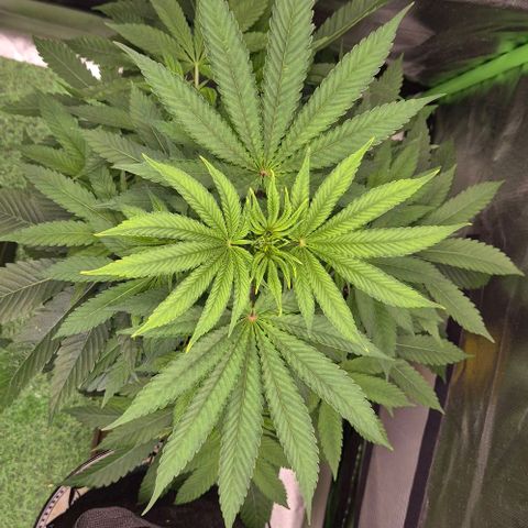 Karli - SHISKABERRY (auto) growlog timeline photo
