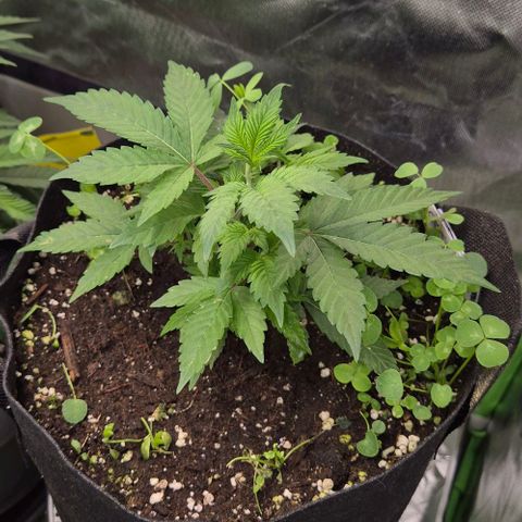 Kushi 😶‍🌫️(rest n. Teilernte/ critical kush, 9.1.24 🎁, Kümmerling) growlog timeline photo