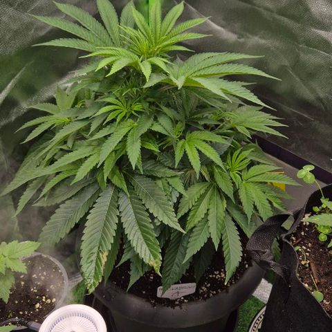 Karli - SHISKABERRY (auto) growlog timeline photo