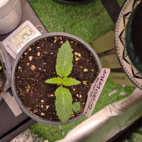 Mimosa evo Photo ♥️ Barney's Farm  growlog timeline photo