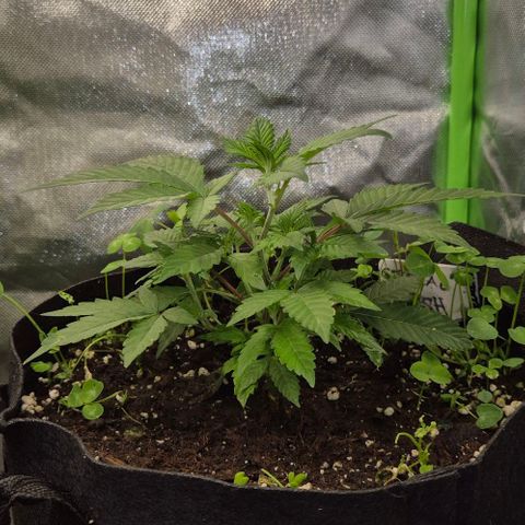 Kushi 😶‍🌫️(rest n. Teilernte/ critical kush, 9.1.24 🎁, Kümmerling) growlog timeline photo