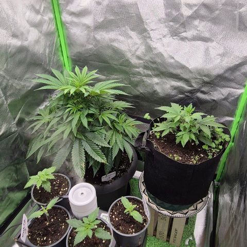 Karli - SHISKABERRY (auto) growlog timeline photo
