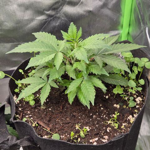 Kushi 😶‍🌫️(rest n. Teilernte/ critical kush, 9.1.24 🎁, Kümmerling) growlog timeline photo