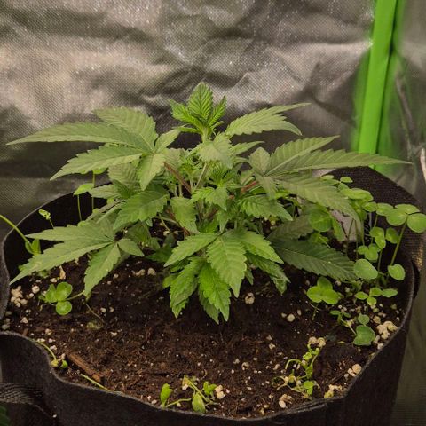 Kushi 😶‍🌫️(rest n. Teilernte/ critical kush, 9.1.24 🎁, Kümmerling) growlog timeline photo