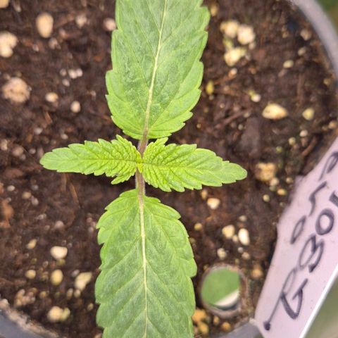 Mimosa evo Photo ♥️ Barney's Farm  growlog timeline photo