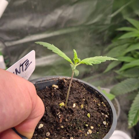 Runtzi Auto ♥️ Barney's Farm  growlog timeline photo