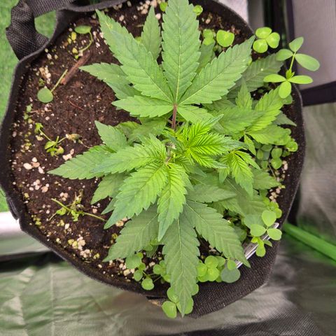 Kushi 😶‍🌫️(rest n. Teilernte/ critical kush, 9.1.24 🎁, Kümmerling) growlog timeline photo
