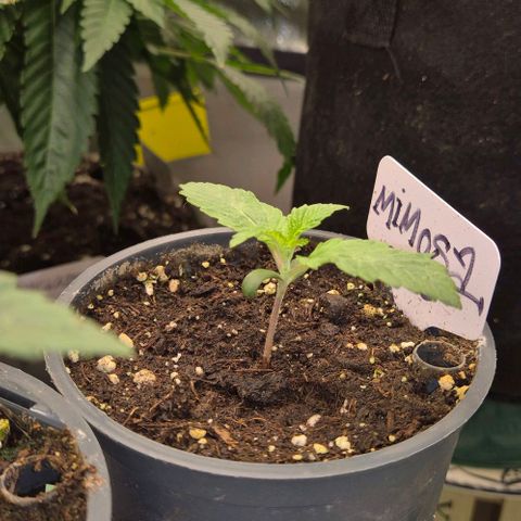 Mimosa evo Photo ♥️ Barney's Farm  growlog timeline photo