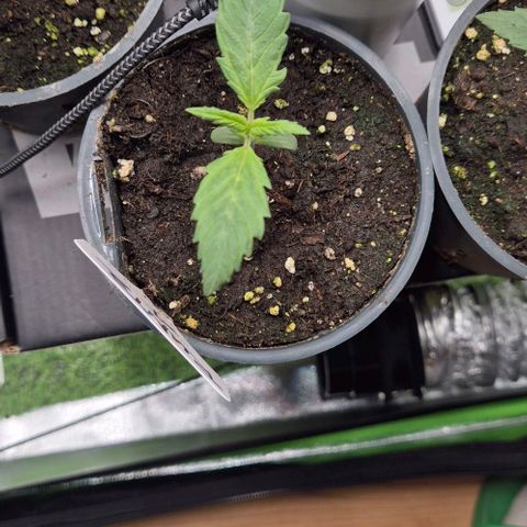 Runtzi Auto ♥️ Barney's Farm  growlog timeline photo