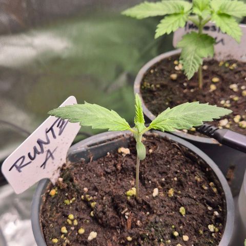 Runtzi Auto ♥️ Barney's Farm  growlog timeline photo