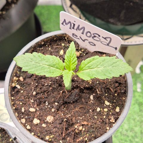 Mimosa evo Photo ♥️ Barney's Farm  growlog timeline photo